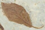 Huge, Plate of Paleocene Leaf Fossils - Glendive, Montana #216909-3